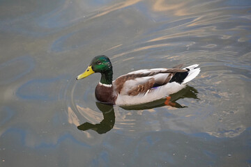 A wild duck swims across a pond bird nature fauna