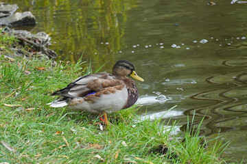 A wild duck a waterfowl stands on the shore of a reservoir nature fauna