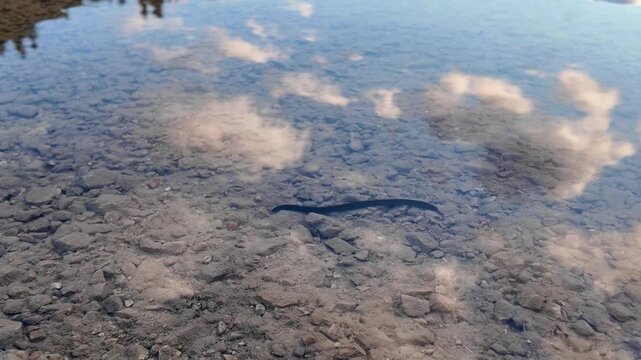 A long black leech crawling on the sandy bottom of a waterbody in clear water.