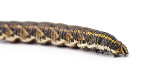 Close up of large caterpillar isolated on white background.
