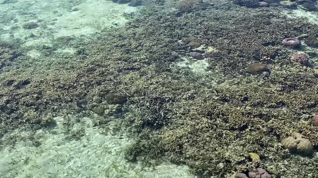 Beautiful scenery with people swimming on the shore of Kanawa Island, Labuan Bajo, Indonesia.