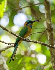 Fototapeta premium Colorful bird perched on a branch in a lush forest (2)