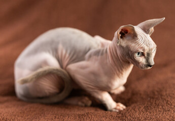 Hairless domestic pet, kitten of Sphynx breed