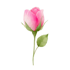 Obraz premium Watercolor pink rose bud with green stem and leaves, delicate floral illustration, romantic botanical art, hand painted, isolated on transparency background, soft and elegant style
