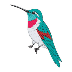 Colorful Hummingbird Vector Illustration Sitting on Branch