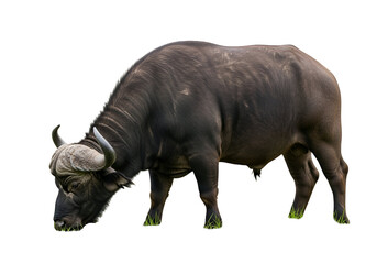 Obraz premium A large, dark-colored African buffalo grazes peacefully on a patch of green grass against a dark background.
