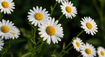 Obraz premium Vibrant white daisies in bloom on a sunny day in the garden
