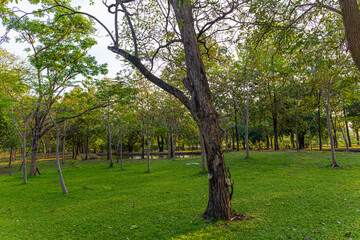 Green meadow grass tree forest in city public park sunset light