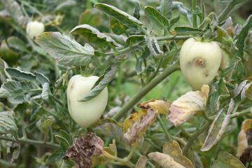 Green unripe Tomato, Green tomatoes plantation. Organic farming, young unripe tomato plant growth in greenhouse, Fresh green unripe tomatoes growing in the garden, Vegetable plantation with tomatoes