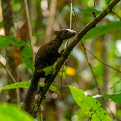 Squirrel in a jungle