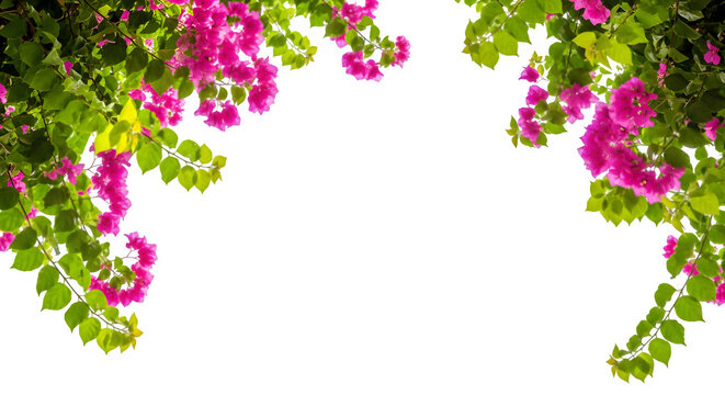 Vibrant fuchsia pink bougainvillea flowers with green leaves frame on dark backdrop for design isolated on transparent background - Powered by Adobe