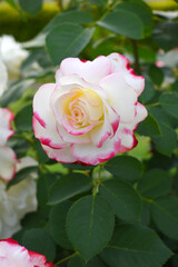 Beautiful pink white rose flower closeup in garden, A very beautiful pink white rose flower bloomed on the rose tree, Rose flower closeup, bloom flowers, Natural spring flower floral background