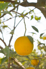 ripe oranges on tree, close-up of a beautiful orange tree with orange, fruit hanging on a tree, Close-up of ripe oranges hanging on a tree in an orange plantation garden, Chakwal, Punjab, Pakistan