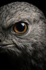 Obraz premium close-up wide shot of a bird eye with sharp detail against a dark black background, highlighting texture and reflection