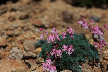 駒草（こまくさ）