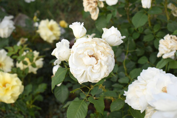 Beautiful white rose flower closeup in garden, A very beautiful white rose flower bloomed on the rose tree, Rose flower closeup, bloom flowers, Natural spring flower, Natural floral background,