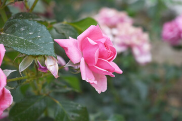 Beautiful pink rose flower closeup in garden, A very beautiful pink yellow rose flower bloomed on the rose tree, Rose flower closeup, bloom flowers, Natural spring flower floral background
