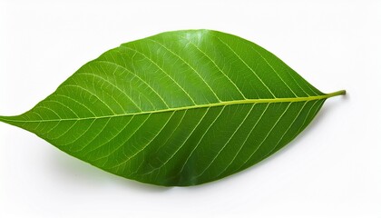 Fototapeta premium Image Of Green Leaves With Isolated On White Background