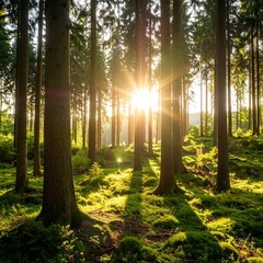 Obraz premium Sunlight streams through a dense forest (5)