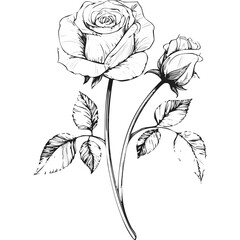 Rose Flower Sketch Illustration – Hand Drawn Vintage Floral Vector