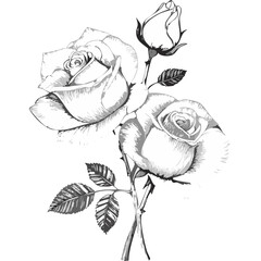 Rose Flower Sketch Illustration – Hand Drawn Vintage Floral Vector