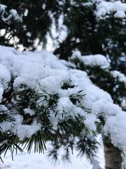 Close-up of Fresh Snow on Pine Tree Needles in Winter