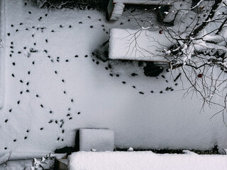 Top-Down View of Animal Footprints in a Snowy Minimalist Garden