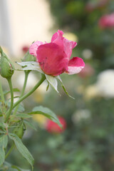 Beautiful red rose flower closeup in garden, A very beautiful red rose flower bloomed on the rose tree, Rose flower closeup, bloom flowers, Natural spring flower, Natural floral background,