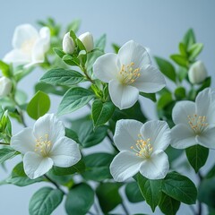 Obraz premium Delicate white blossoms open up in spring, surrounded by vibrant green leaves and buds