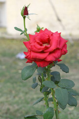 Beautiful red rose flower closeup in garden, A very beautiful red rose flower bloomed on the rose tree, Rose flower closeup, bloom flowers, Natural spring flower, Natural floral background,