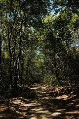 Dirt trail winding through dense forest in national park Fruska gora with sunlight filtering through trees. Serbia country