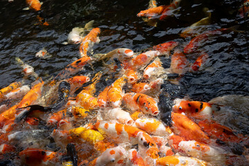 An energetic close-up of a large group of colorful koi fish in various shades of orange, white, and...