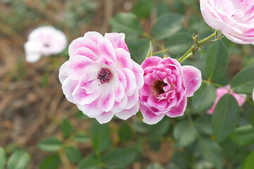 Beautiful pink white rose flower closeup in garden, A very beautiful pink white rose flower bloomed on the rose tree, Rose flower closeup, bloom flowers, Natural spring flower floral background
