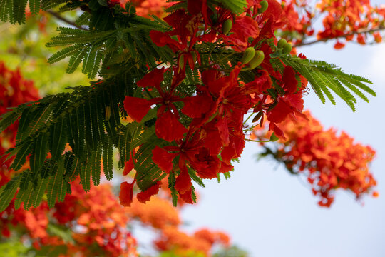 bright orange-red flowers of the Flamboyant tree (Delonix regia), also known as Royal Poinciana or Flame tree.