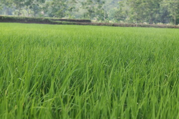 green rice field