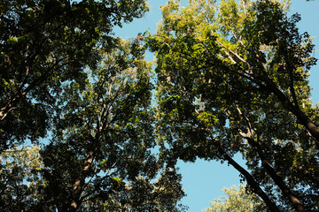 Tree canopy view from below in Fruska gora forest against clear blue sky