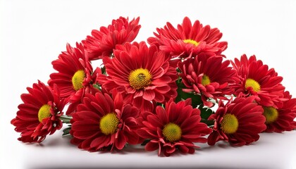 Chrysanthemum Red Flowers Isolated On White