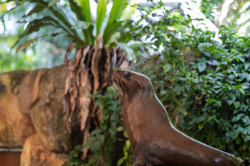 A sea lion (Otariinae) rests upright on a rock, showcasing its natural posture and adaptability.