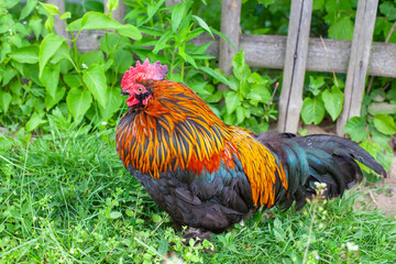 domestic bird rooster on the grass
