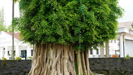 A large, unique tree with a massive trunk of intertwined roots in a park-like setting.