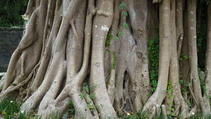 A detailed close-up of the large, tangled roots and thick trunk of a Banyan tree, showing the intricate natural patterns and strong foundation.