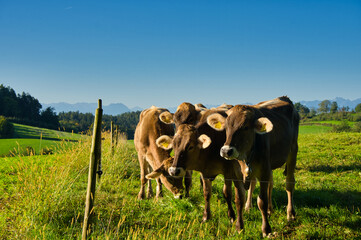 Kühe im Allgäu