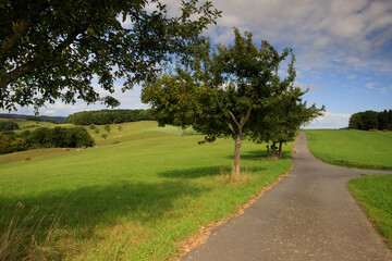 sunny day in the Odenwald