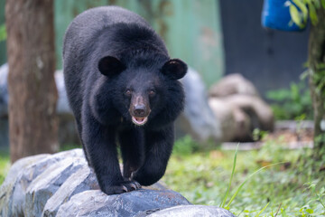 Asian Black Bear Walking Outdoors in Natural Setting