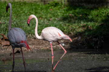 Fototapeta premium Flamingos Feeding in Wetland Habitat