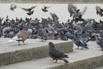 Fototapeta premium Lots of pigeons in the park birds fauna nature