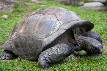 Giant Tortoise Walking on Grass in Natural Setting