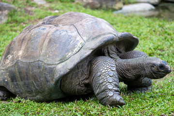 Giant Tortoise Walking on Grass in Natural Setting