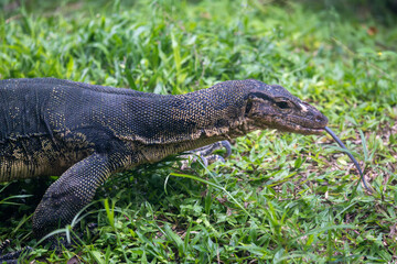 Fototapeta premium Monitor Lizard with Tongue Extended on Grassy Ground