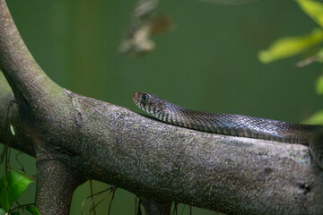 Obraz premium A black snake is seen stretched along a tree branch inside its enclosure.